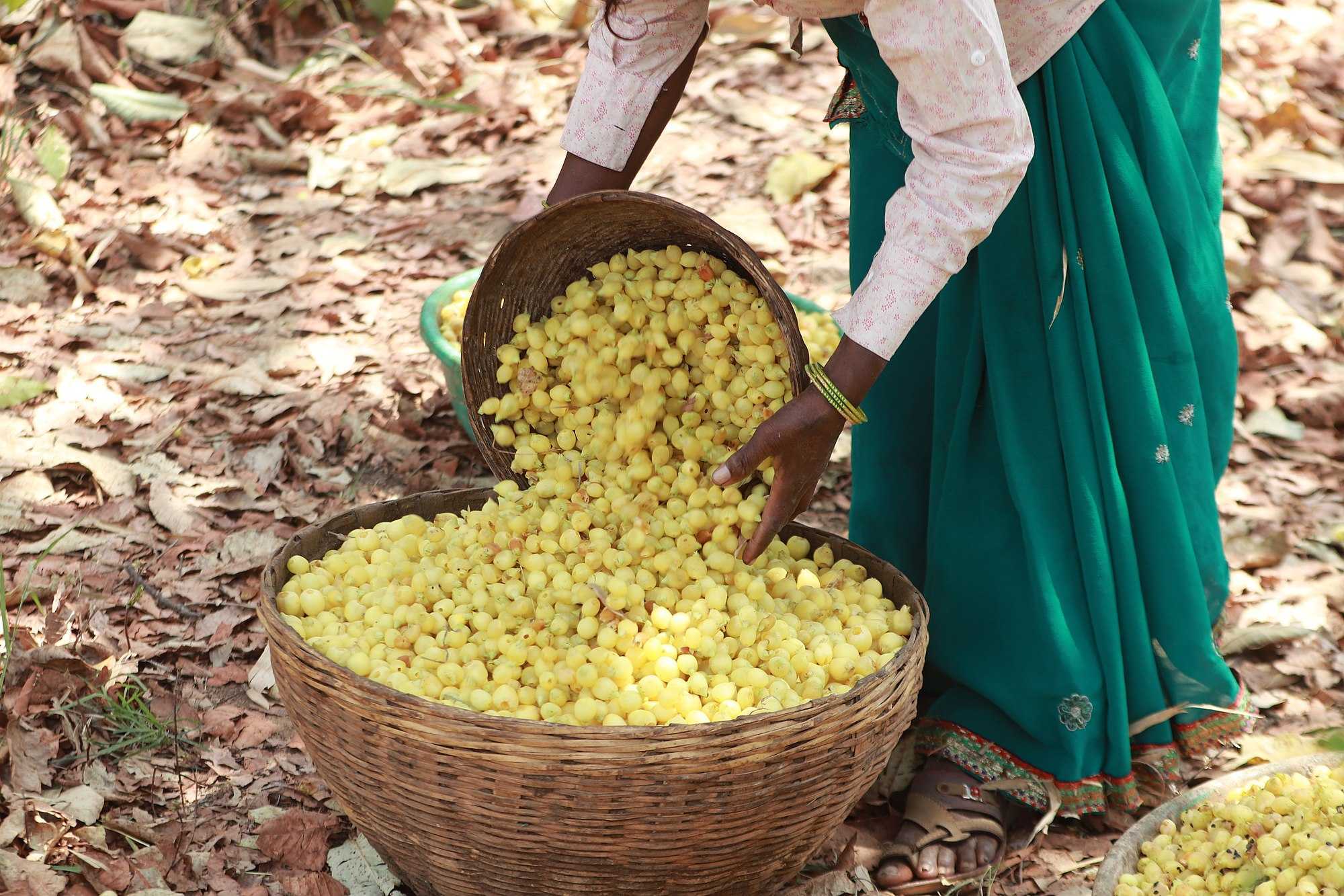 Mahua gets ‘heritage liquor’ tag, to be served in MP Tourism bars and hotels