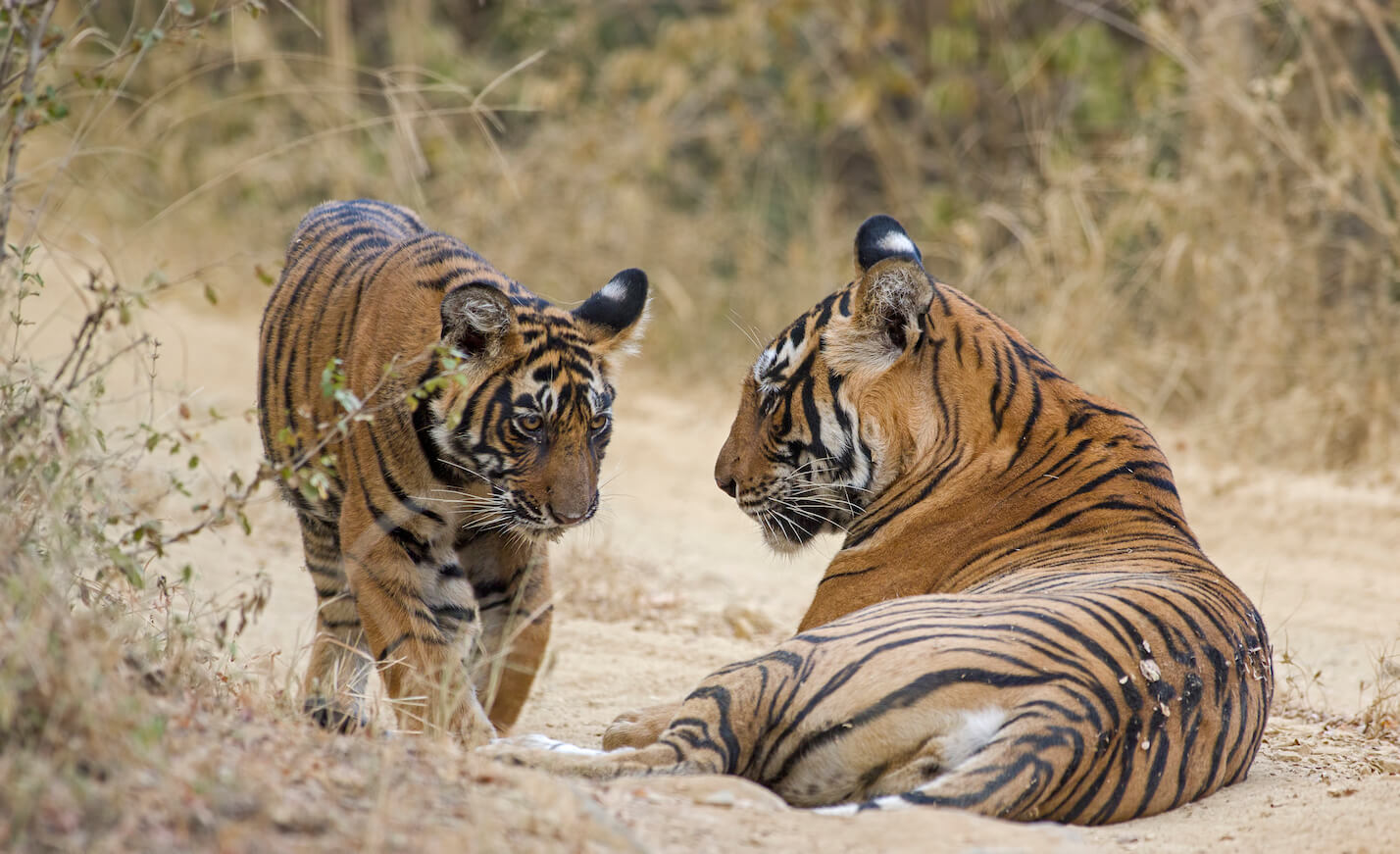 Ranthambore-National-Park-Tiger-Reserve-in-Rajasthan