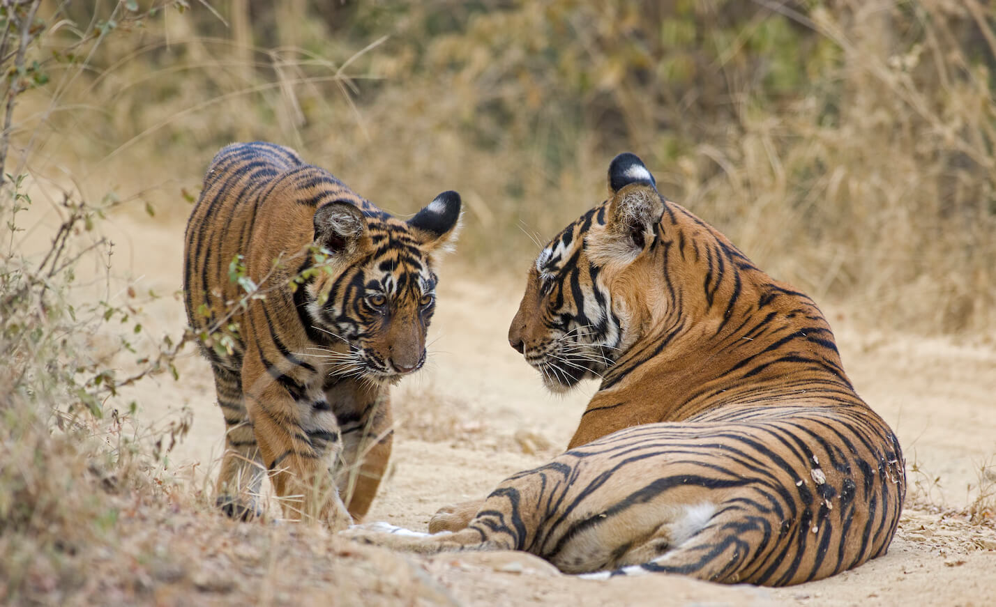 Aamaghati Wildlife Resort Welcomes Guests