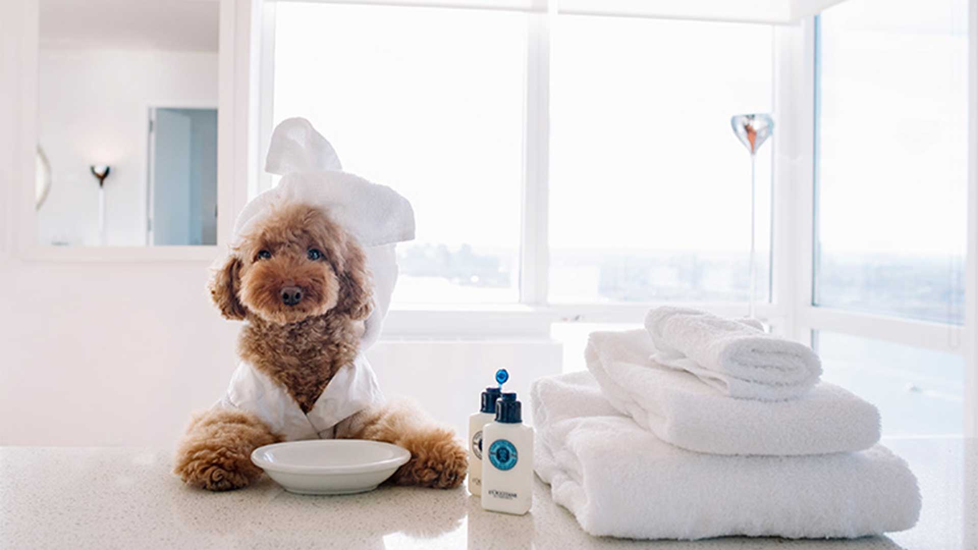 Rising Demand for Pet Hotels Driven by Luxury Amenities and Natural & Organic Products: Future Market Insights